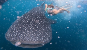 Whale Shark Tour Sumbawa – swim with whale sharks at Saleh Bay, a unique and top-rated marine adventure in Indonesia