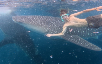 Whale Shark Tour Sumbawa – swim with whale sharks at Saleh Bay, a unique and top-rated marine adventure in Indonesia