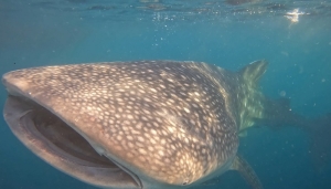 Whale Shark Tour Sumbawa – swim with whale sharks at Saleh Bay, a unique and top-rated marine adventure in Indonesia