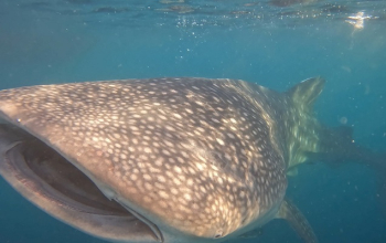 Whale Shark Tour Sumbawa – swim with whale sharks at Saleh Bay, a unique and top-rated marine adventure in Indonesia