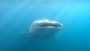 Whale Shark Tour Sumbawa – swim with whale sharks at Saleh Bay, a unique and top-rated marine adventure in Indonesia