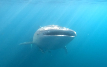 Whale Shark Tour Sumbawa – swim with whale sharks at Saleh Bay, a unique and top-rated marine adventure in Indonesia
