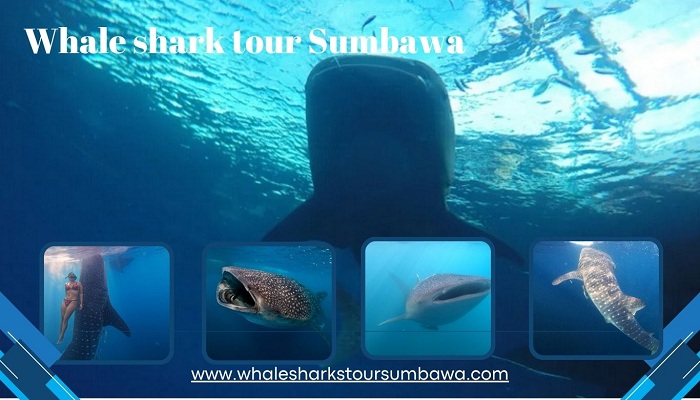 Whale shark swimming in Saleh Bay, Sumbawa during an eco marine tour. Experience Indonesia’s Whale Shark Tour and swim with gentle ocean giants.