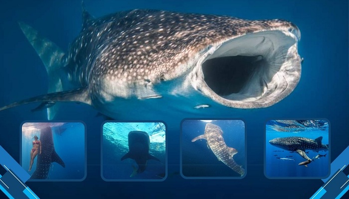 Swim with the gentle whale sharks of Saleh Bay, Sumbawa – a soul-stirring adventure that connects you with Indonesia’s ocean giants.
