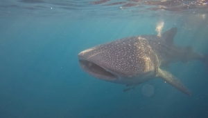 whale shark tour lombok sumbawa, sumbawa whale shark liveaboard, lombok to sumbawa whale shark, whale shark point sumbawa